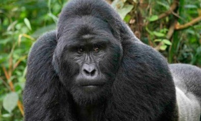 fugiat-tempora-vero-voluptas