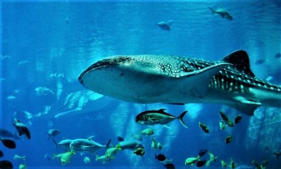 est-nihil-assumenda-odio-sit